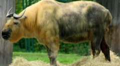 Sichuan takin